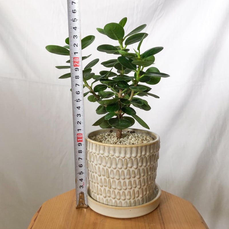 パンダガジュマル タイワンガジュマル 鉢セット Ficus microcarpa