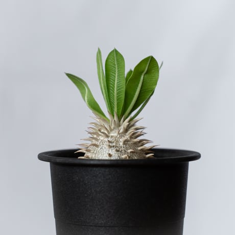 パキポディウム 恵比寿大黒 実生 Pachypodium Densicaule 塊根植物 コーデックス 多肉植物 珍奇植物 静岡 ANTIDOTE 通販 S1419