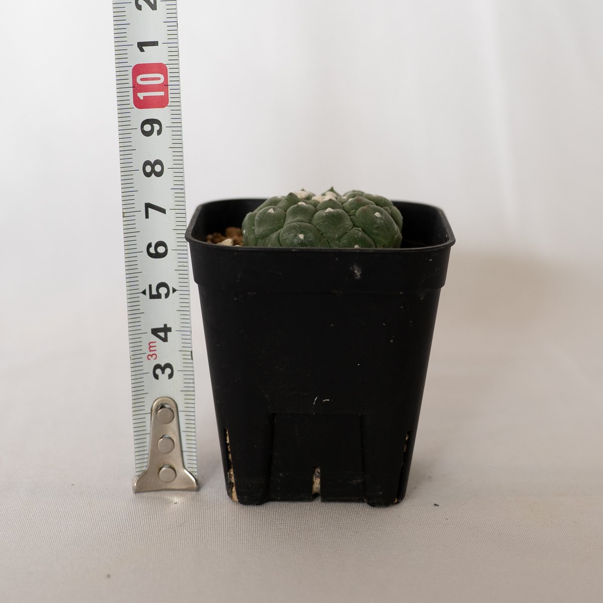 その他 OZWRT Spirit of Astrophytum OZWRT (オズワート) Spirit of Astrophytum OZWRT Spirit of
