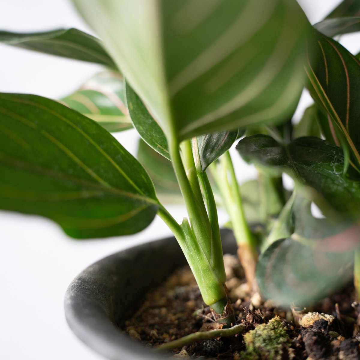 ロタンダム斑入り アグラオネマ ロタンダム aglaonema 観葉植物 静岡 ANTIDOTE 通販 S44