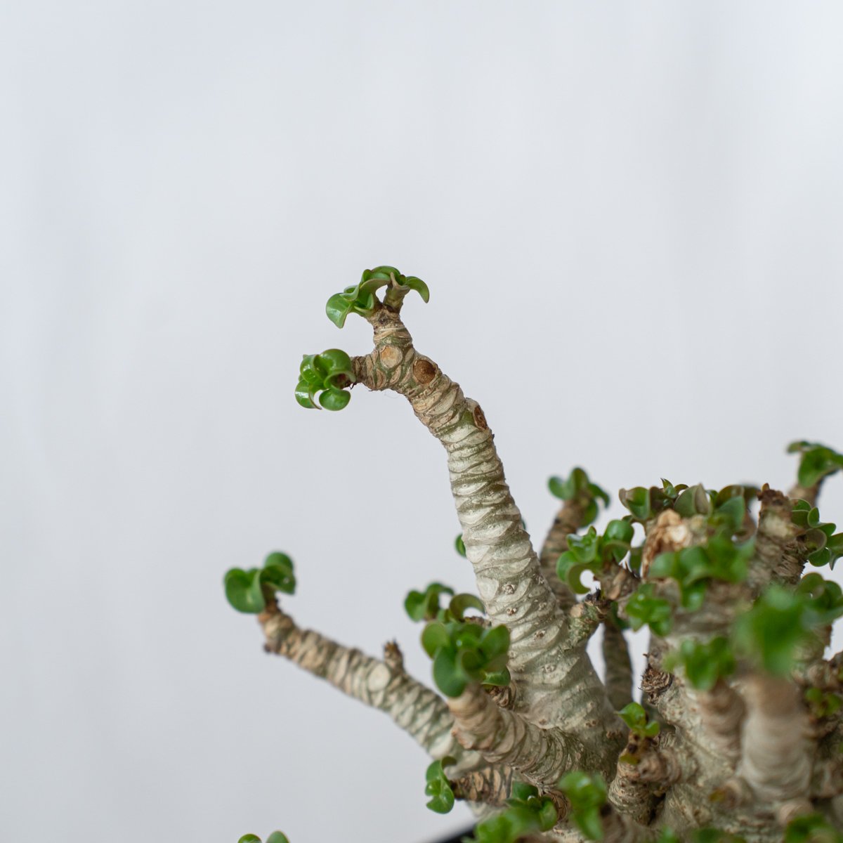 アデニウム アラビカム ドーセットホーン 獅子葉 輸入株 Adenium