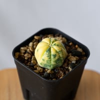 アストロフィツム 瑠璃兜錦 実生 Astrophytum asterias nudum variegata 多肉植物 サボテン 珍奇植物 静岡 ANTIDOTE 通販 S747