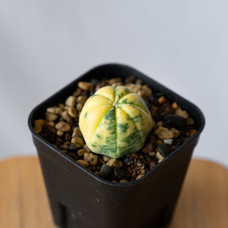 astrophytum | STORES