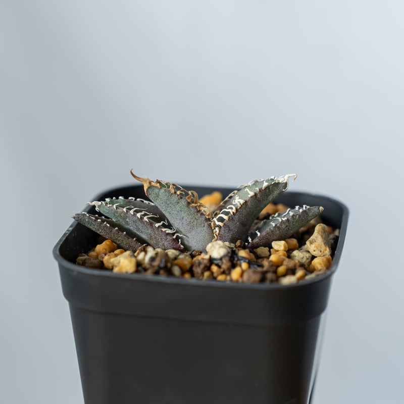 アガベ チタノタ 白幽霊【発根管理中】TC株 agave titanota white gho