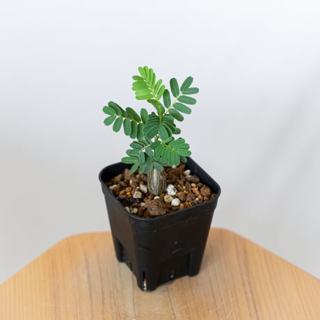 センナ メリディオナリス 実生 Senna Meridionalis 灌木コーデックス 塊根植物 多肉植物 珍奇植物 静岡 ANTIDOTE 通販 S1493