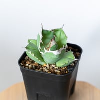 パキポディウム ホロンベンセ 現地球 Pachypodium horombense 塊根植物