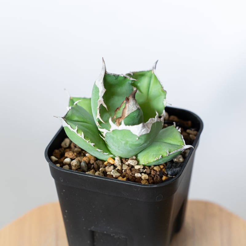 アガベ チタノタ 白犀牛 【発根管理中】シロサイ TC株 Agave titanota