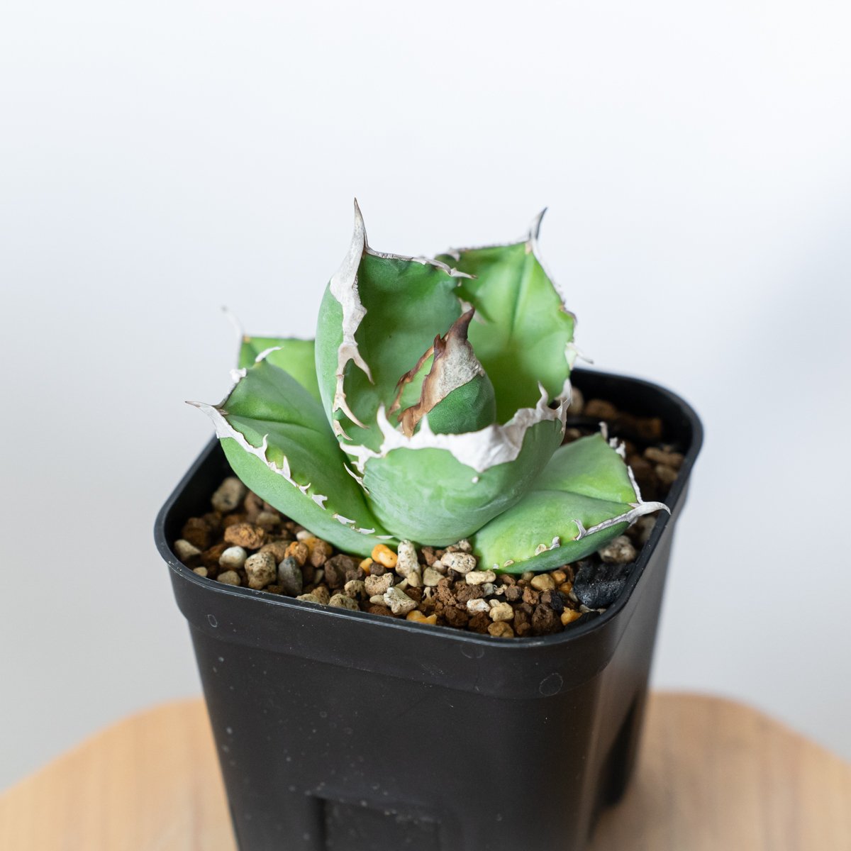 アガベ チタノタ 白犀牛 【発根管理中】シロサイ TC株 Agave titanota