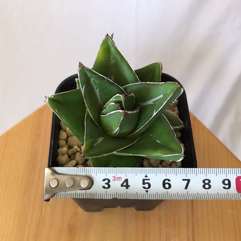 アガベ 笹の雪 桃太郎 OC株【発根管理中】Agave victoriae-reginae 多