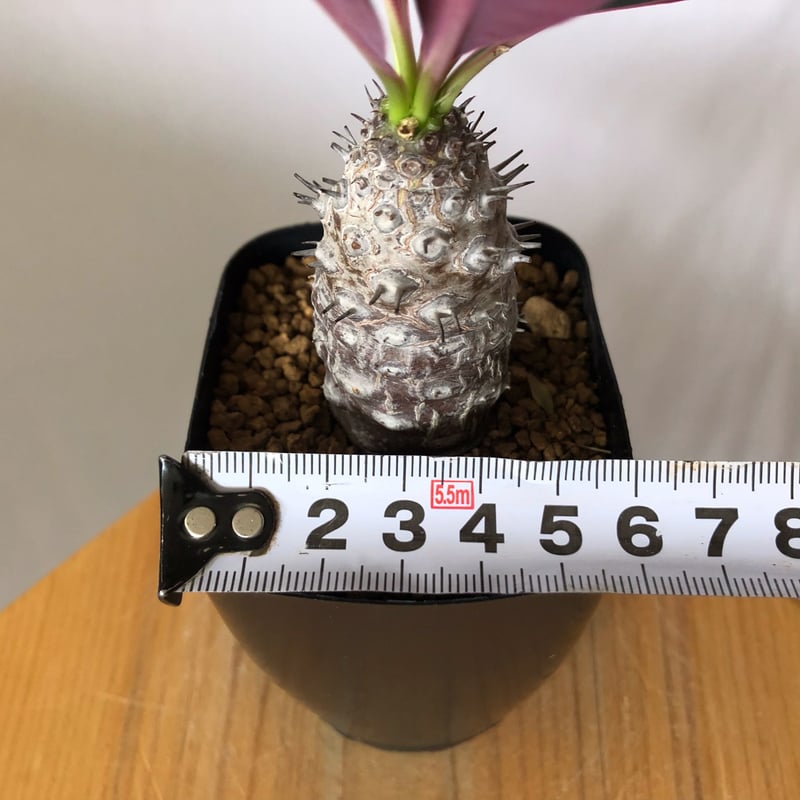 ユーフォルビア パキポディオイデス 実生 Euphorbia pachypodioides 多