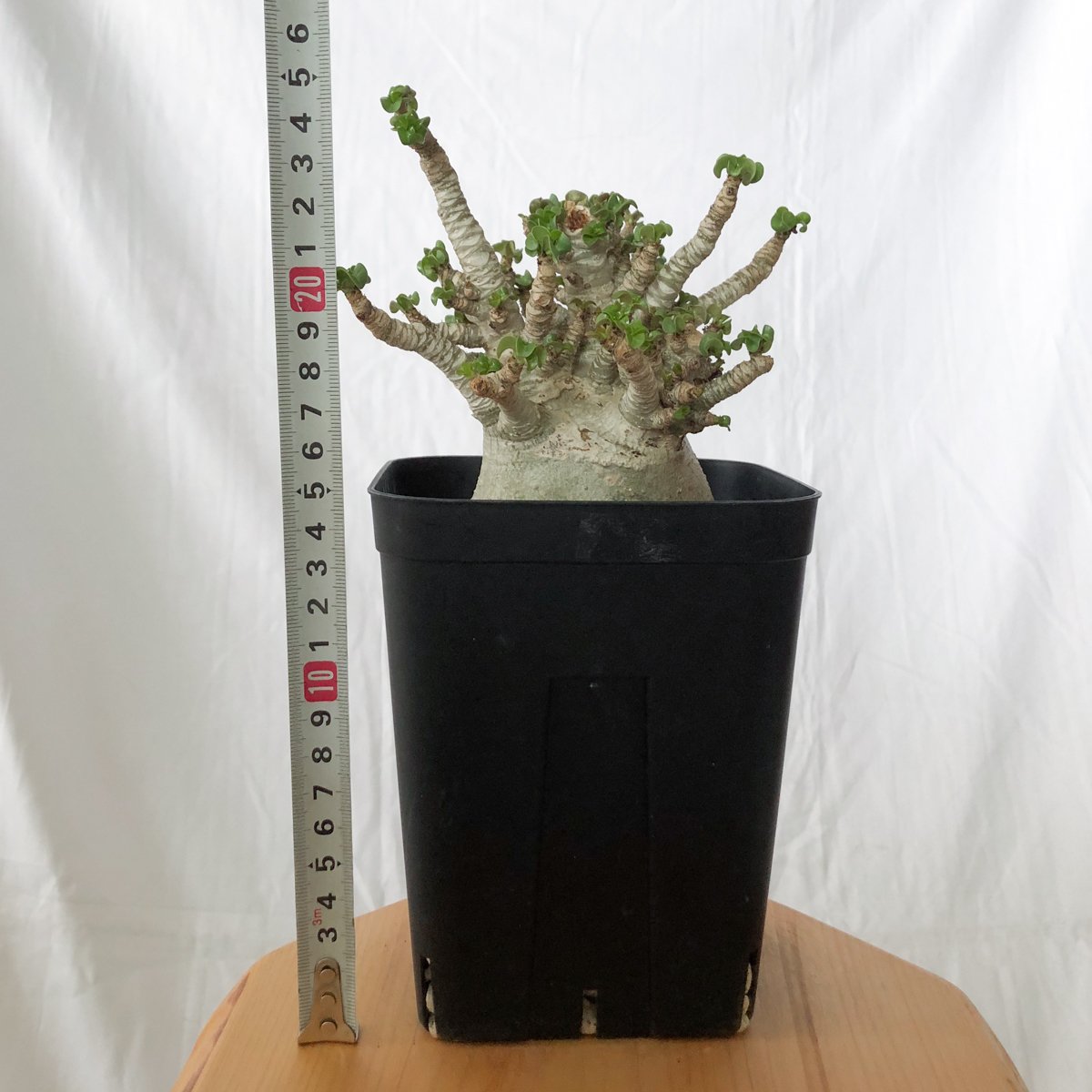 アデニウム アラビカム ドーセットホーン 獅子葉 輸入株 Adenium