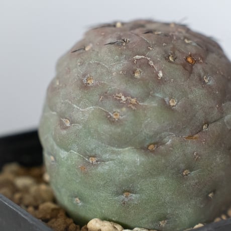 テフロカクタス ゲオメトリクス 実生 Tephrocactus geometricus サボテン 多肉植物 珍奇植物 静岡 ANTIDOTE 通販 S1477