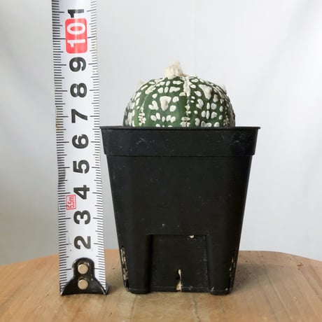 アストロフィツム スーパー兜 Vタイプ アロータイプ 実生 Astrophytum asterias Super Kabuto V サボテン 多肉植物 静岡 ANTIDOTE 通販 S1474