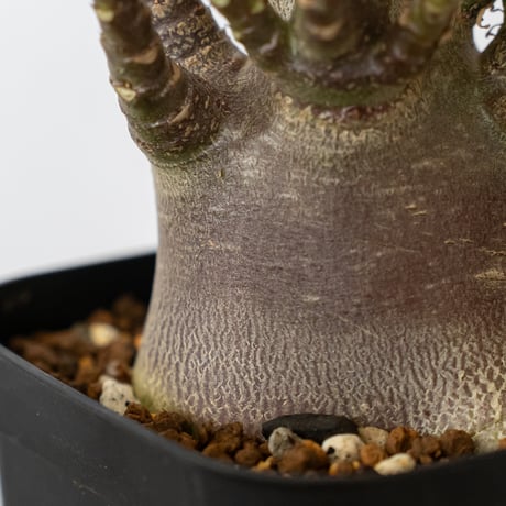 アデニウム アラビカム ブラックスキン Adenium Arabicum Black Skin 塊根植物 コーデックス 珍奇植物 多肉植物 静岡 ANTIDOTE 通販 S1512