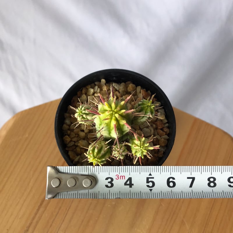 ユーフォルビア 紅彩閣錦 エノプラ 斑入り Euphorbia enopla 塊根植物