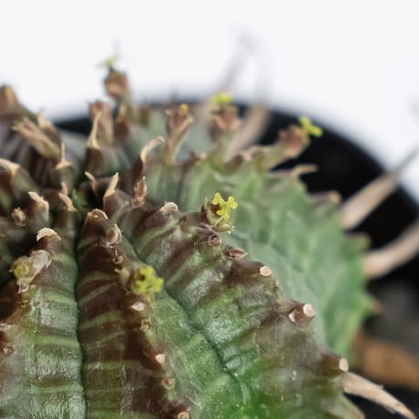 ユーフォルビア バリダ 実生 Euphorbia super valida 多肉植物 珍奇植物 ANTIDOTE 静岡 通販 S1229