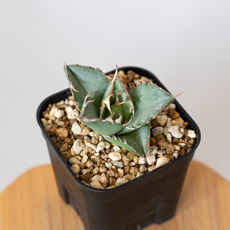 アガベ　チタノタ　蟹覆輪 アガベ チタノタ 蟹覆輪 【公式通販】