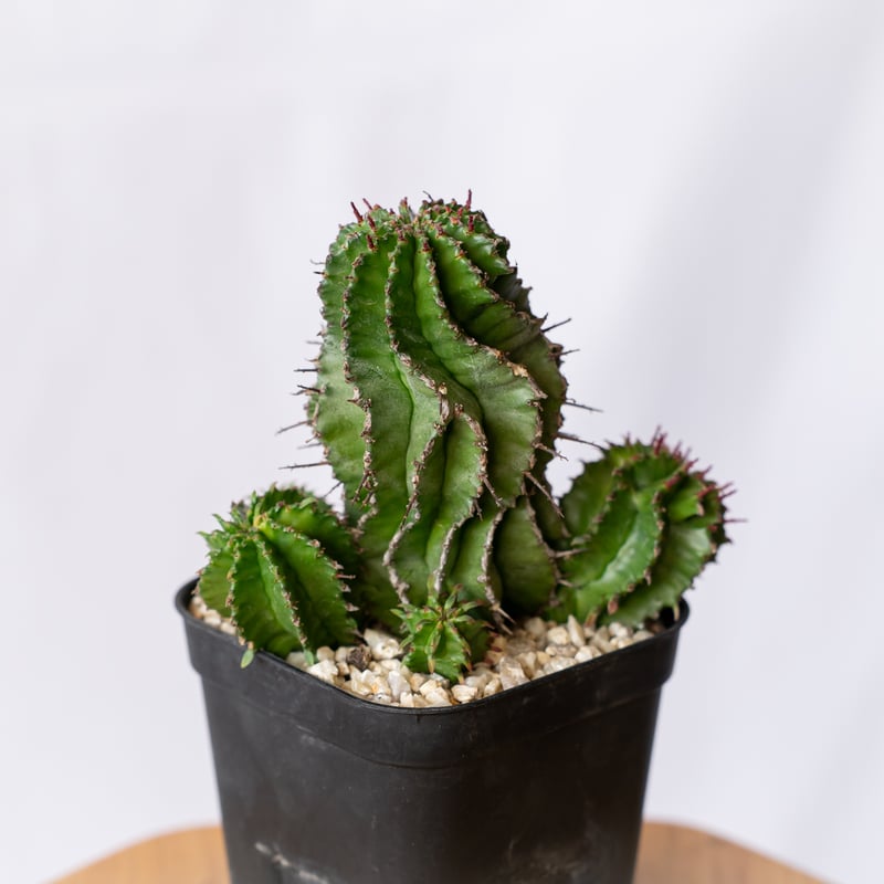 ユーフォルビア ポリゴナ Euphorbia polygona 多肉植物 珍奇植物 静岡