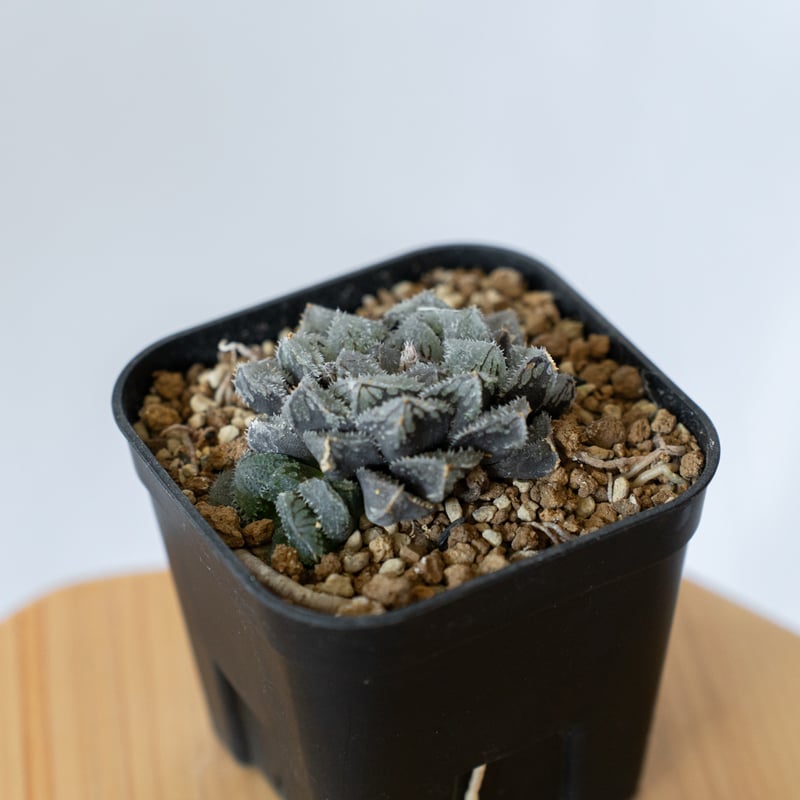 ハオルチア 魔剣 Haworthia maken 多肉植物 珍奇植物 静岡 ANTIDOTE