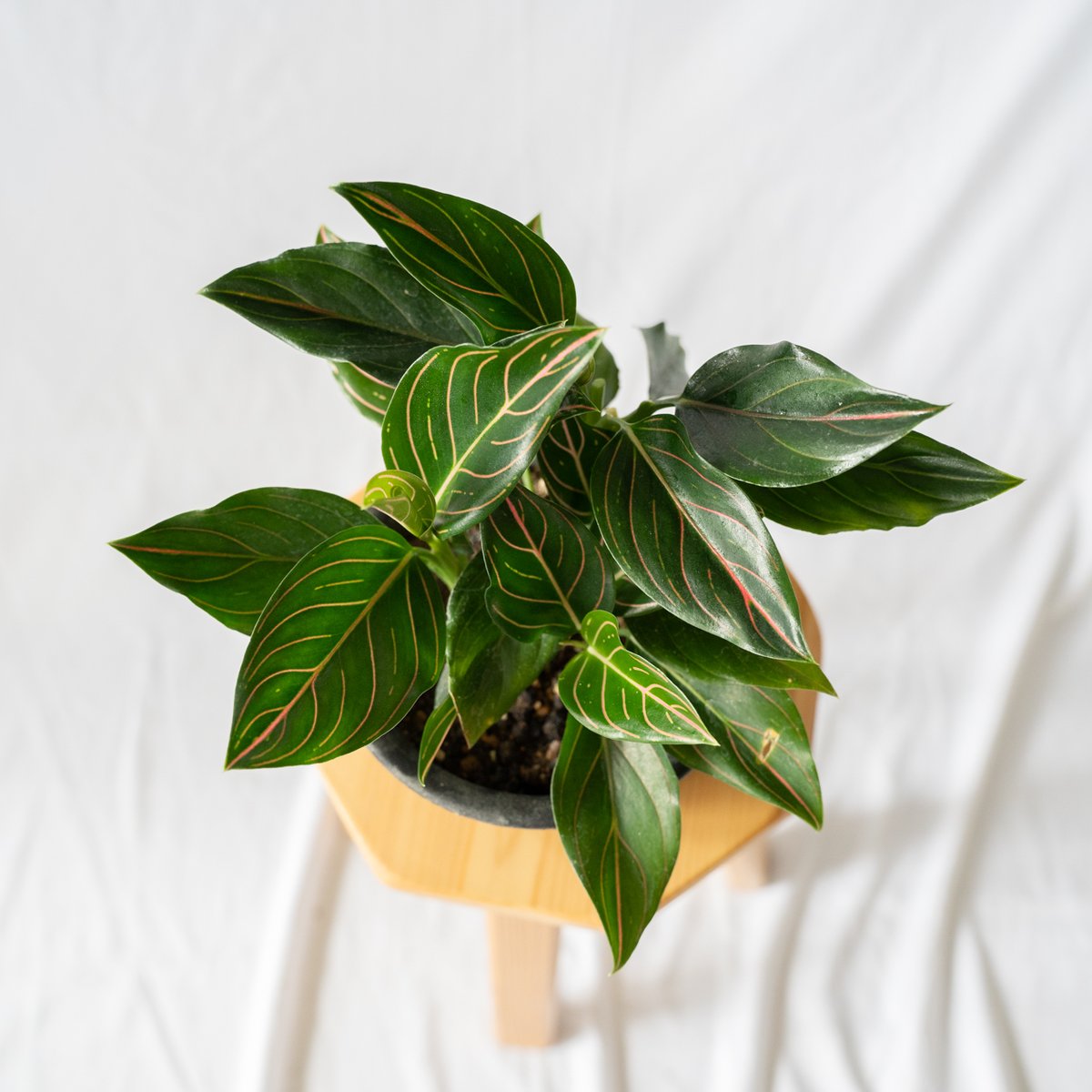アグラオネマ ロタンダム aglaonema 観葉植物 静岡 ANTIDOTE 通販 S44