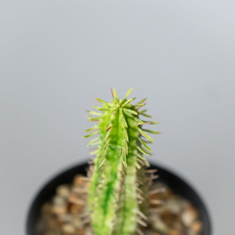 ユーフォルビア 紅彩閣錦 エノプラ 斑入り 実生 Euphorbia enopla 塊根