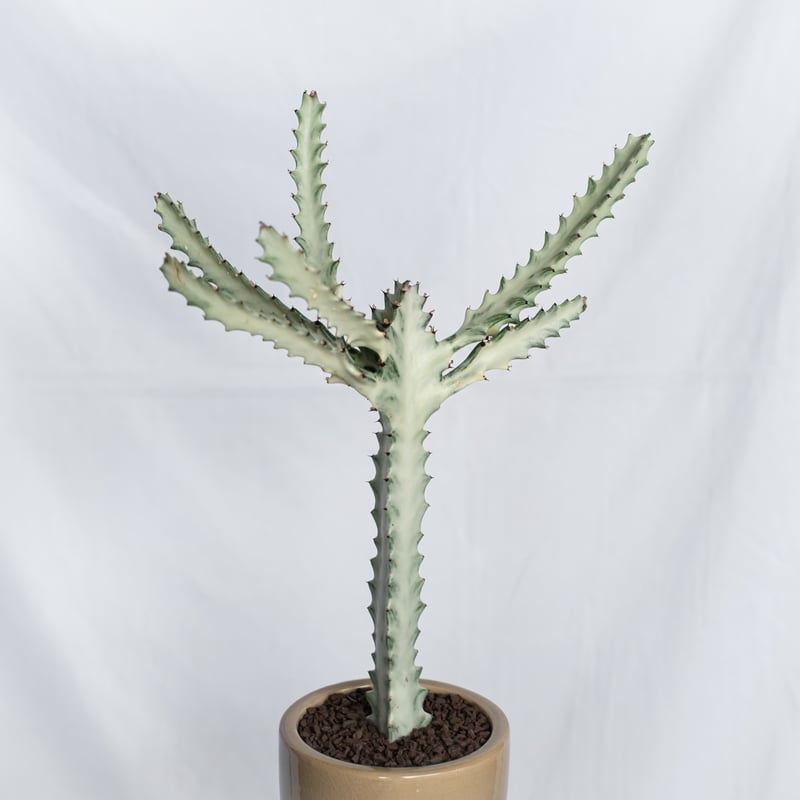 ユーフォルビア ホワイトゴースト 鉢セット Euphorbia lactea White Gh ユーフォルビア ホワイトゴースト 鉢セット Euphorbia lactea White Gh
