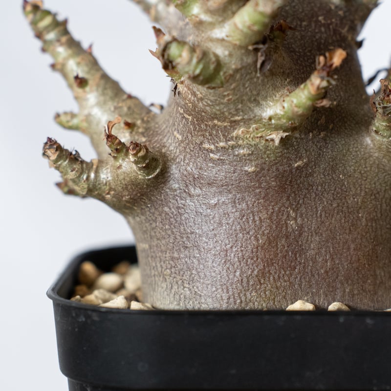 アデニウム アラビカム ブラックスキン 実生【発根管理中】Adenium
