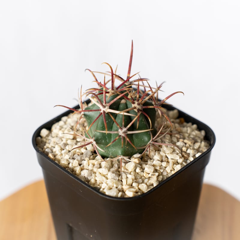 フェロカクタス 神仙玉 実生 美株 Ferocactus coloratus