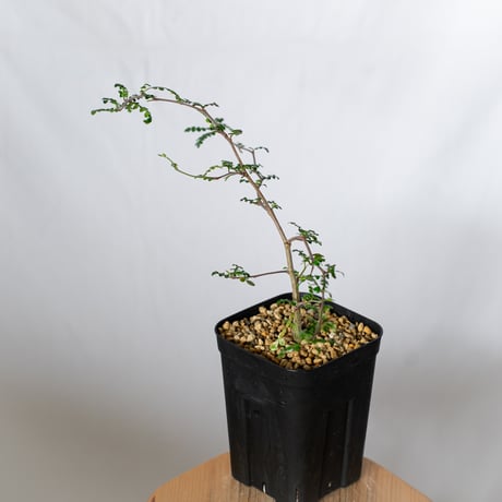 オペルクリカリア デカリー 実生 Operculicarya decaryi 塊根植物 多肉植物 珍奇植物 静岡 ANTIDOTE 通販 S1504