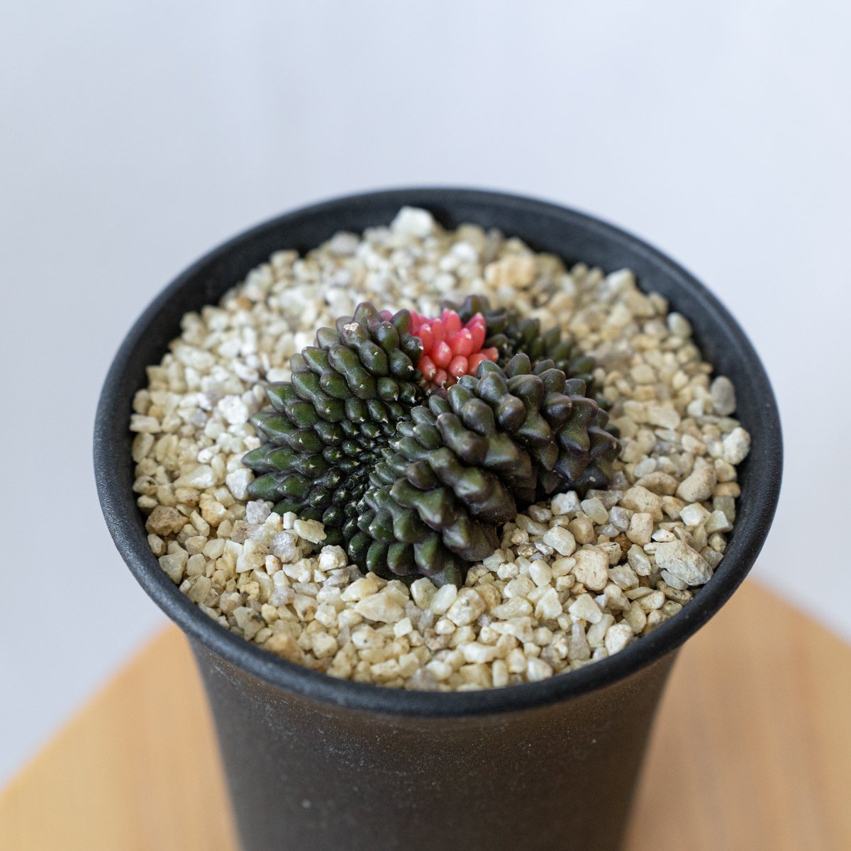 ギムノカリキウム ミハノビッチ フリードリッヒィ LB2178錦 綴化