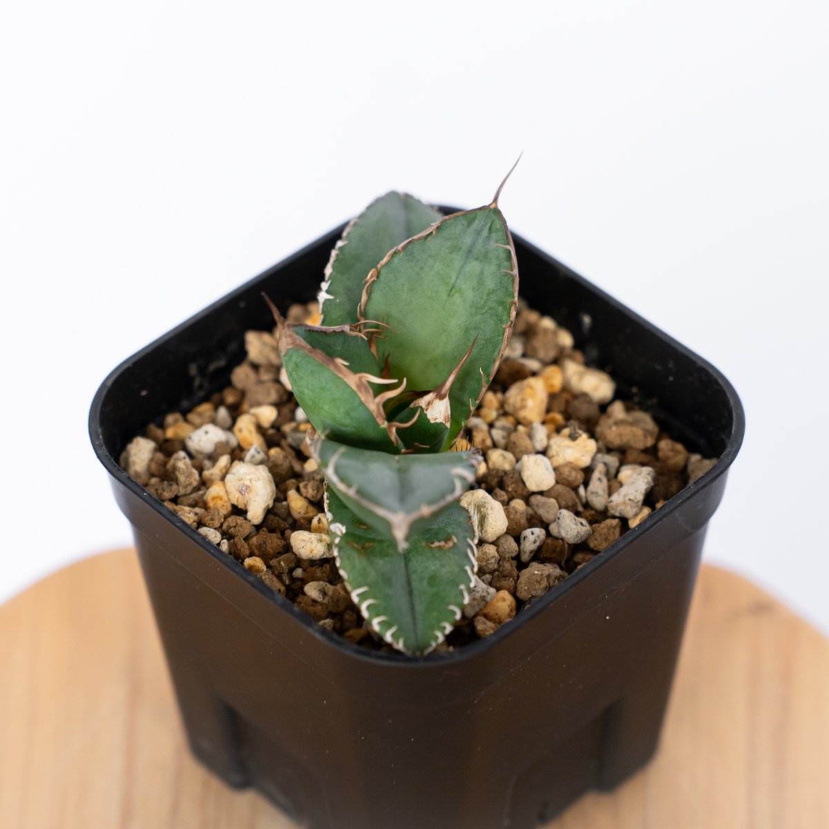 アガベ チタノタ 悪魔くん TC株 Agave titanota Bakemono 多肉植物