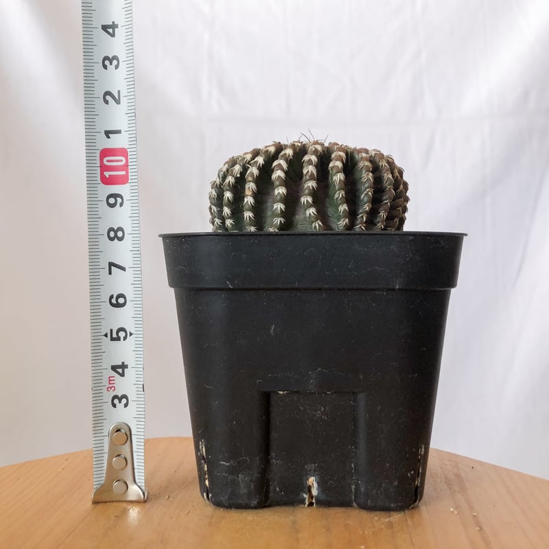 サボテン ディスコカクタス HU603 実生 本日入荷 ディスコカクタス HU603 Discocactus HU603 綺麗な大型
