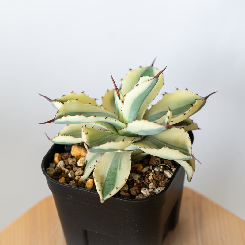 アガベ チタノタ 吉祥冠錦 OC株【発根管理中】斑入り Agave potatorum