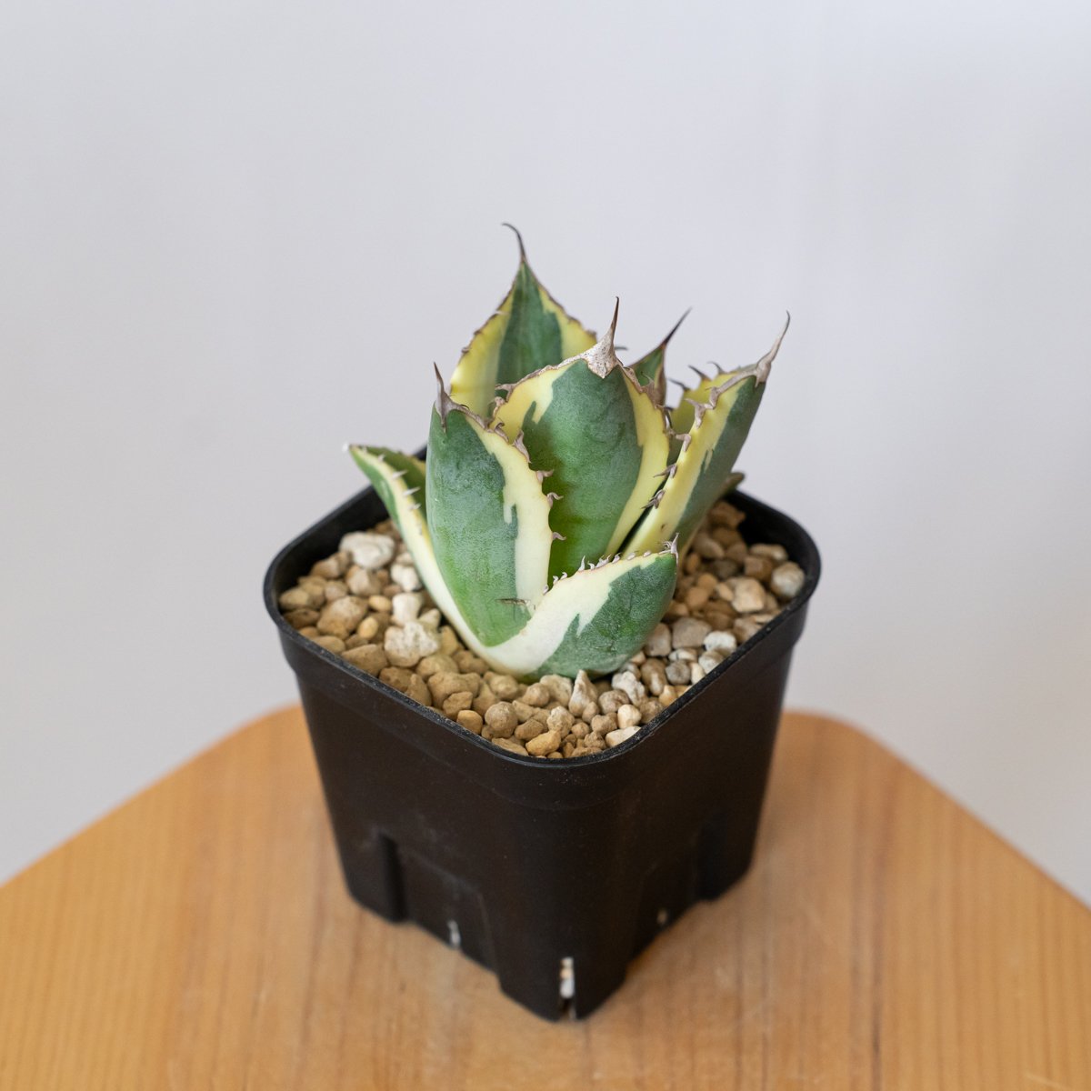 アガベ チタノタ スナグルトゥース OC株【発根管理中】Agave