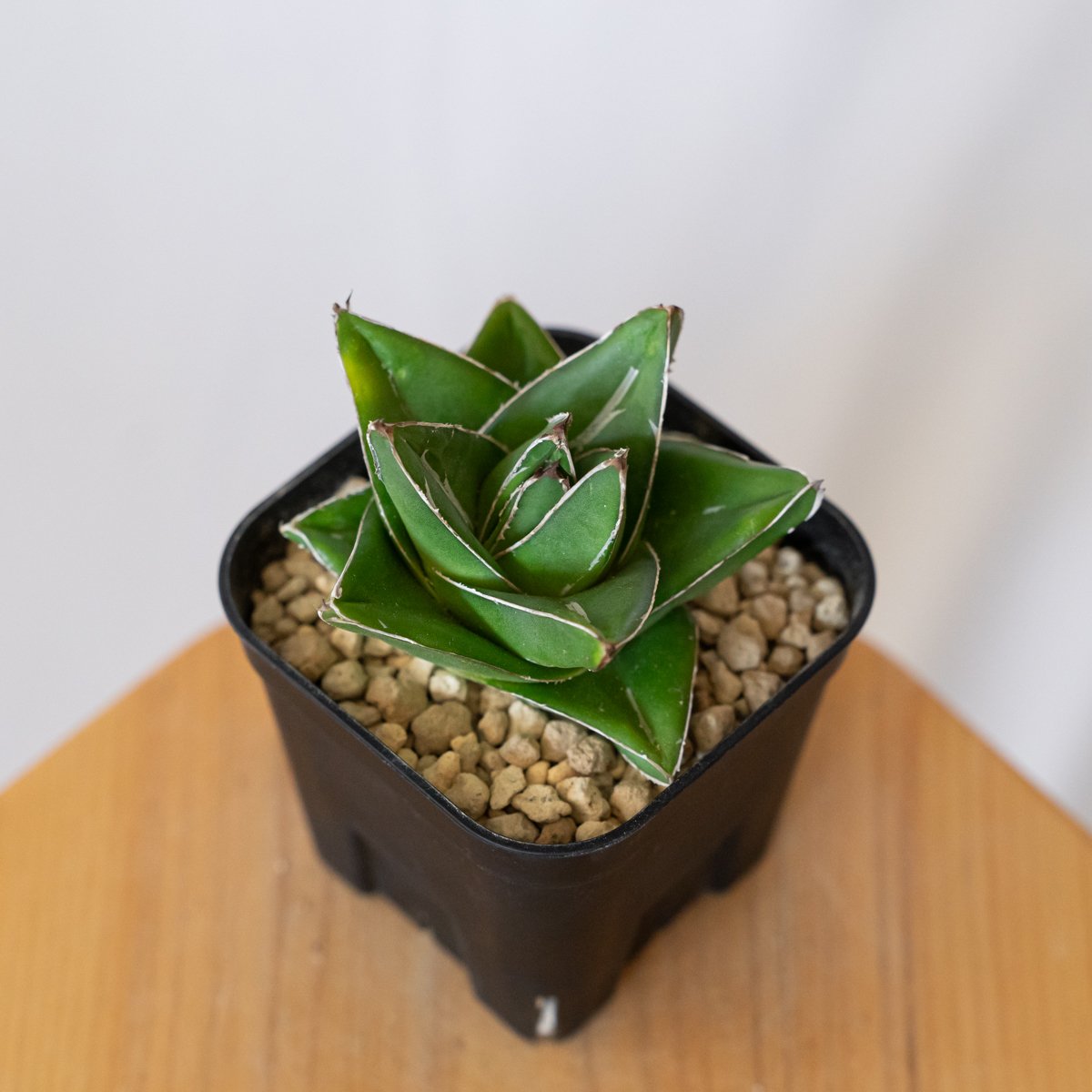 アガベ 笹の雪 桃太郎 OC株【発根管理中】Agave victoriae-reginae 多