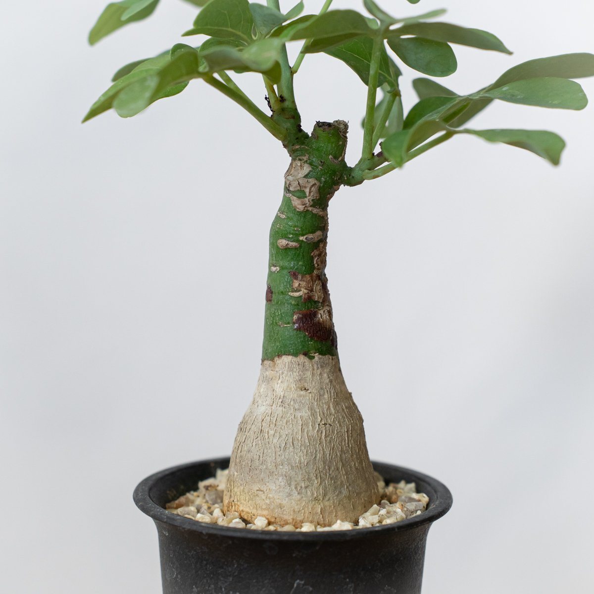 アデニア グラウカ 幻蝶かずら Adenia glauca 塊根植物 コーデックス
