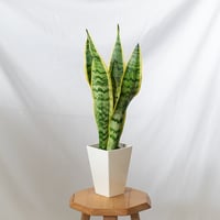 サンスベリア ローレンティー トラノオ Sansevieria trifasciata Laurentii  観葉植物 多肉植物 インテリアグリーン 静岡 ANTIDOTE 通販 S875