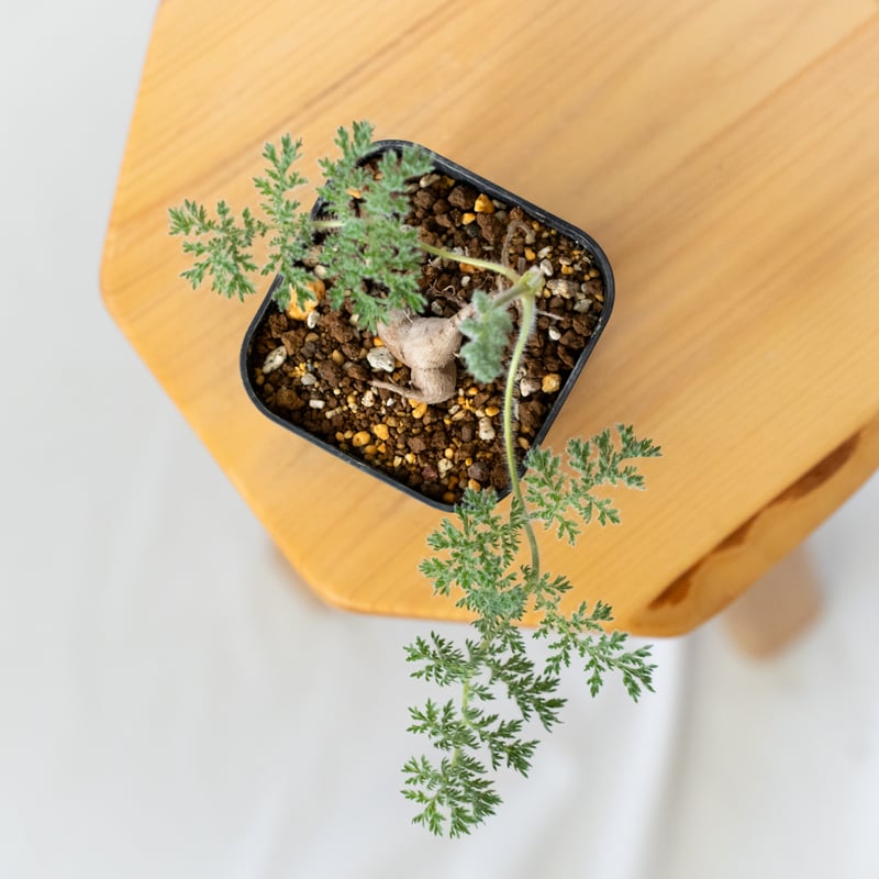 ペラルゴニウム トリステ 実生 Pelargonium triste 多肉植物 珍奇植物