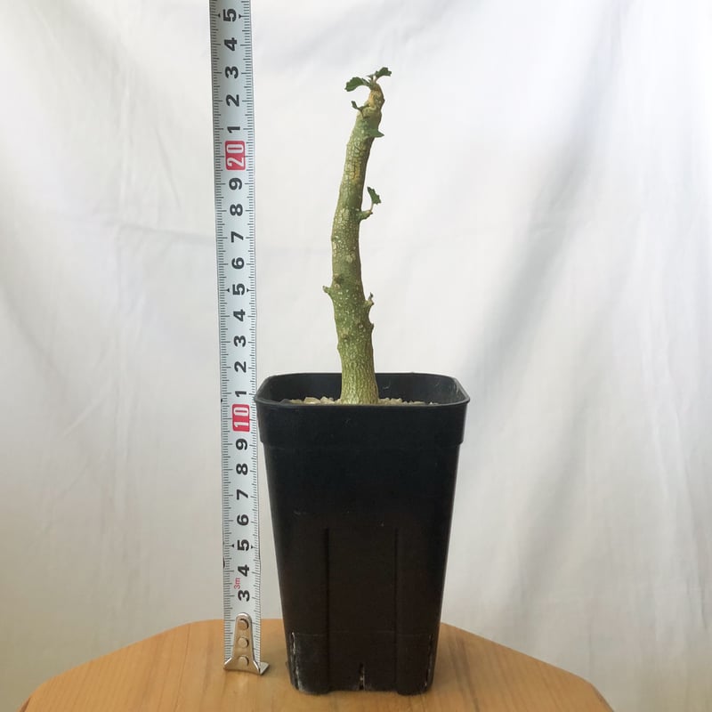 ドルステニア ジプソフィラ 実生 Dorstenia gypsophila 塊根植物 多肉