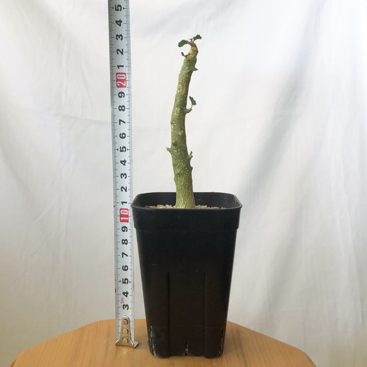 ドルステニア ジプソフィラ 実生 Dorstenia gypsophila 塊根植物 多肉