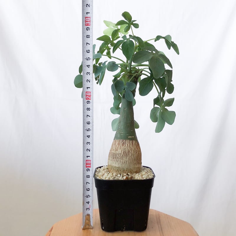アデニア グラウカ 幻蝶かずら Adenia glauca 塊根植物 コーデックス