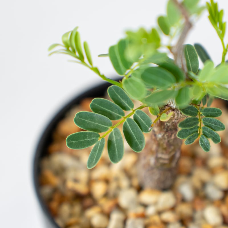 センナ メリディオナリス Senna Meridionalis 灌木コーデックス