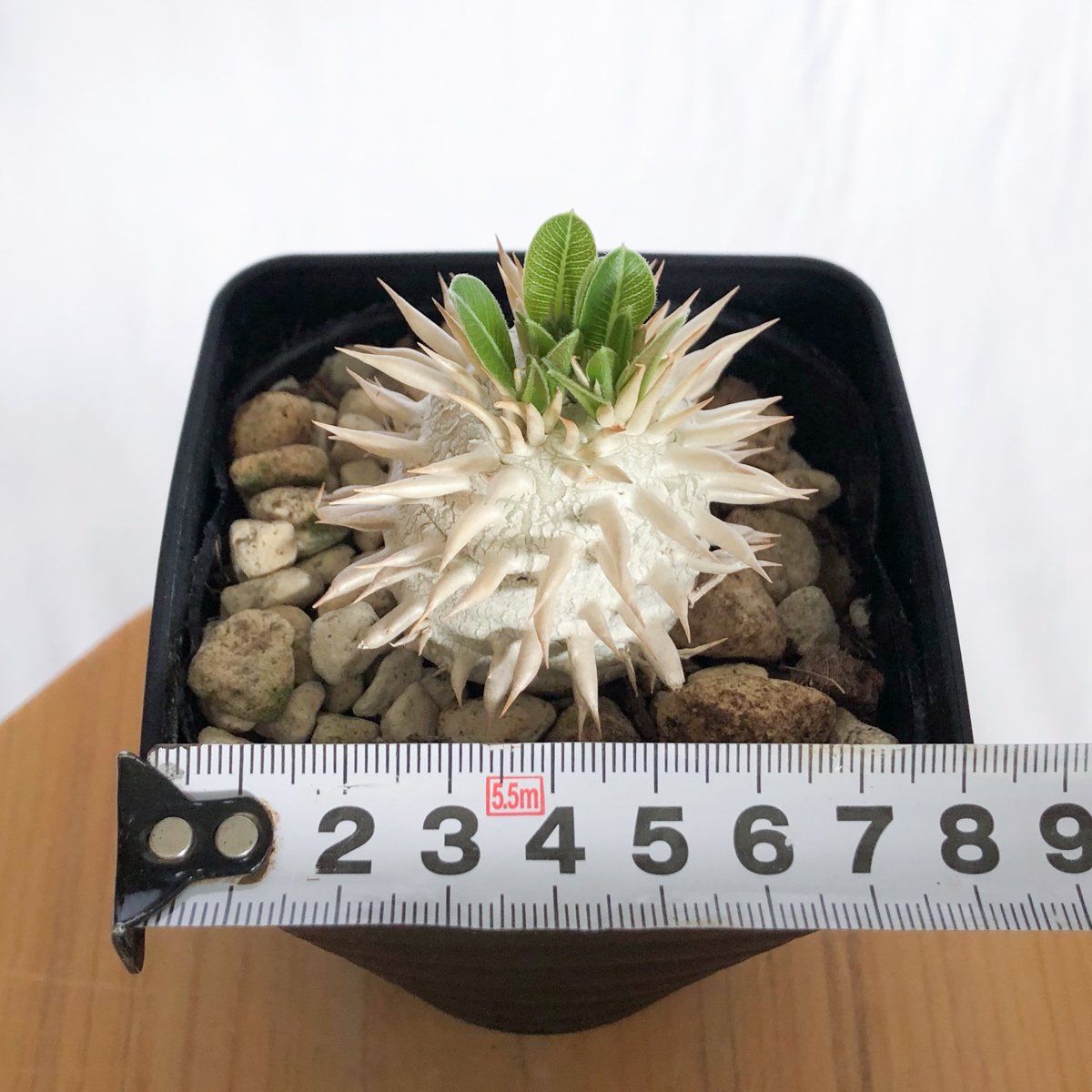 パキポディウム エブレネウム 実生 Pachypodium eburneum 塊根植物