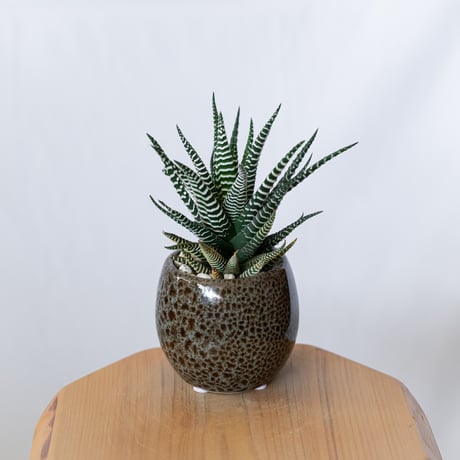 ハオルチア 十二の巻 鉢セット Haworthia fasciata 多肉植物 珍奇植物 静岡 ANTIDOTE 通販 S1385