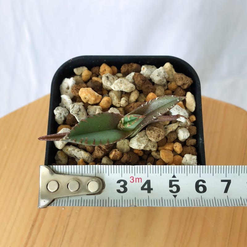 アガベ チタノタ 鰐亀 ワニガメ TC株 Agave titanota alligator s
