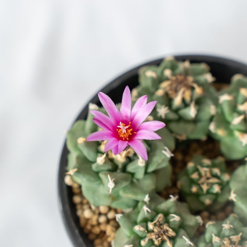 コロッサル・ユース('06ポルトガル/仏/スイス) 26236841717_2342ef200f_c.jpg