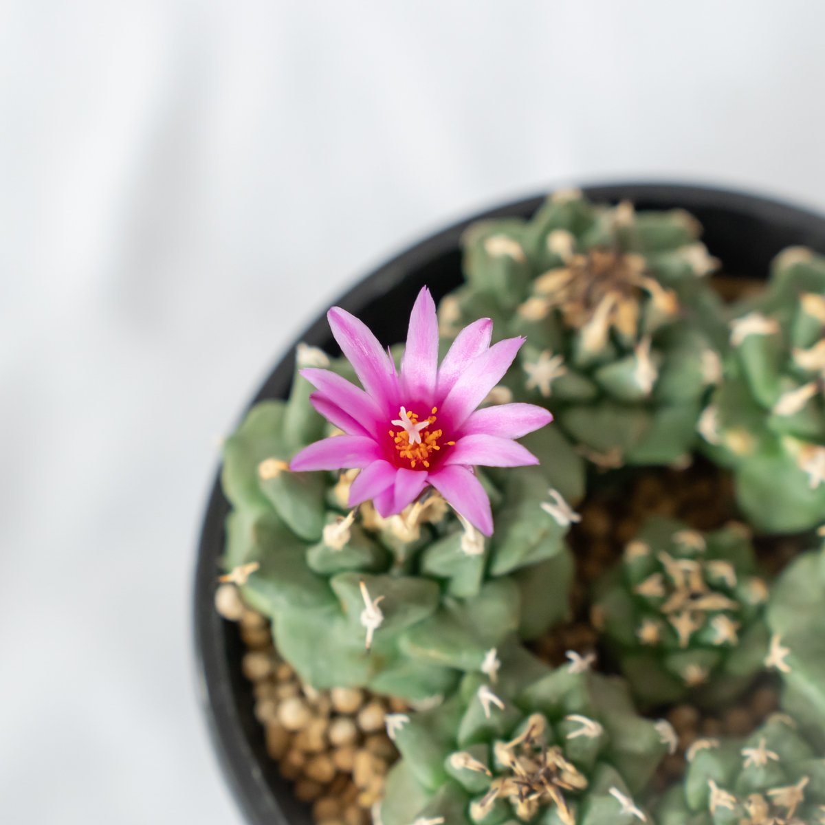 サボテン 多肉植物 ツルビニカルプス ★★実生　アロンソイ★★ ツルビニカルプス アロンソイ 実生 寄せ植え Turbinicarpus alonsoi