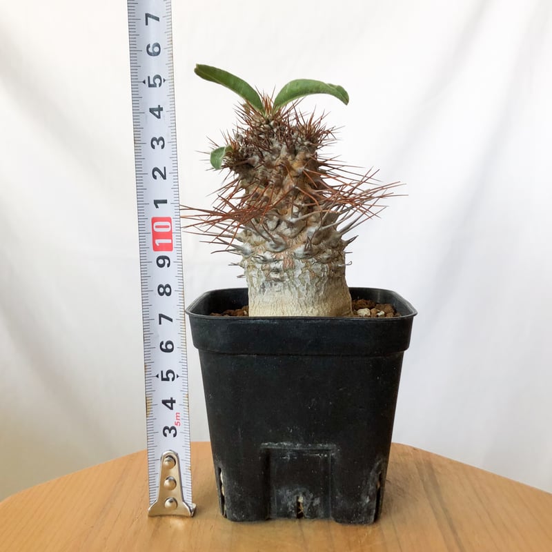 パキポディウム ナマクアナム 光堂 実生 実生 Pachypodium namaquanum