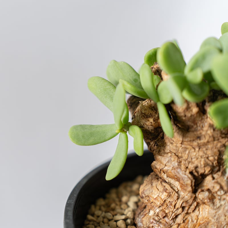 ケラリア ピグマエア Ceraria pygmaea 多肉植物 珍奇植物 静岡