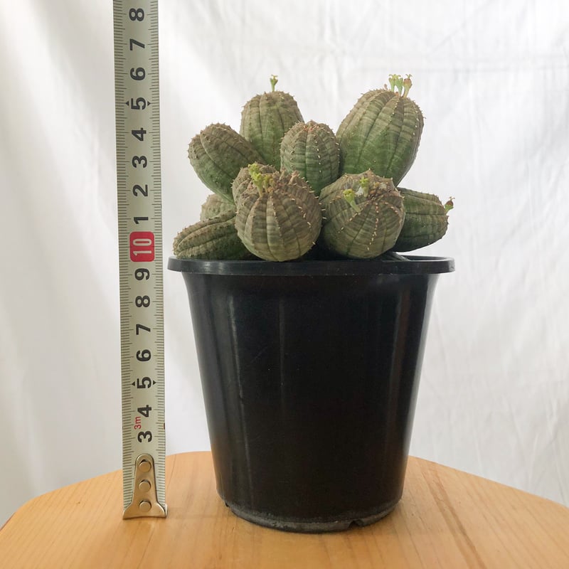 ユーフォルビア オベサ 群生株 実生 Euphorbia obesa 多肉植物 珍奇